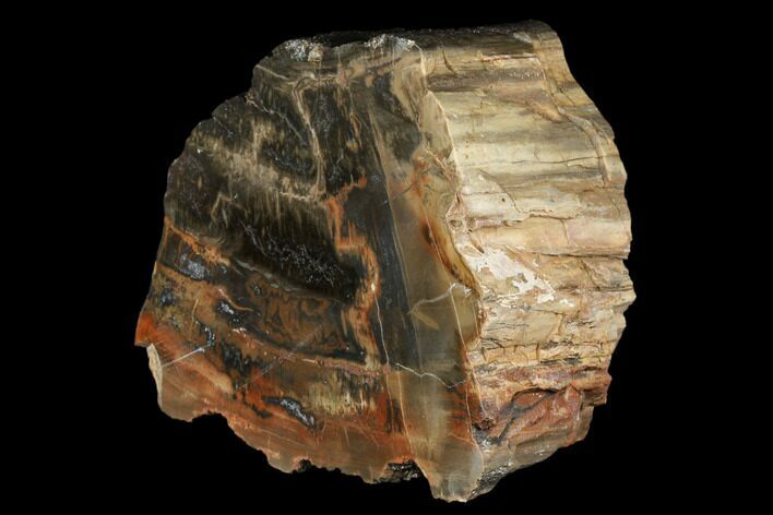 Polished, Petrified Wood (Araucarioxylon) - Red and Black #176986